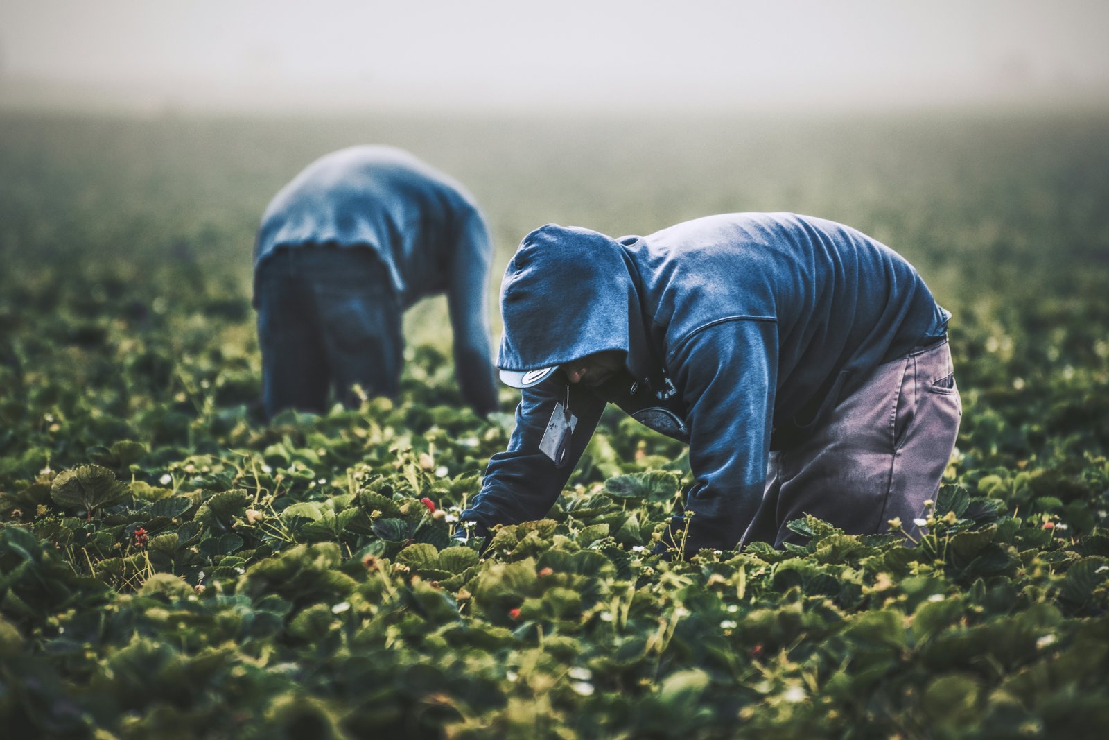 Farm workers harvesting in a field.